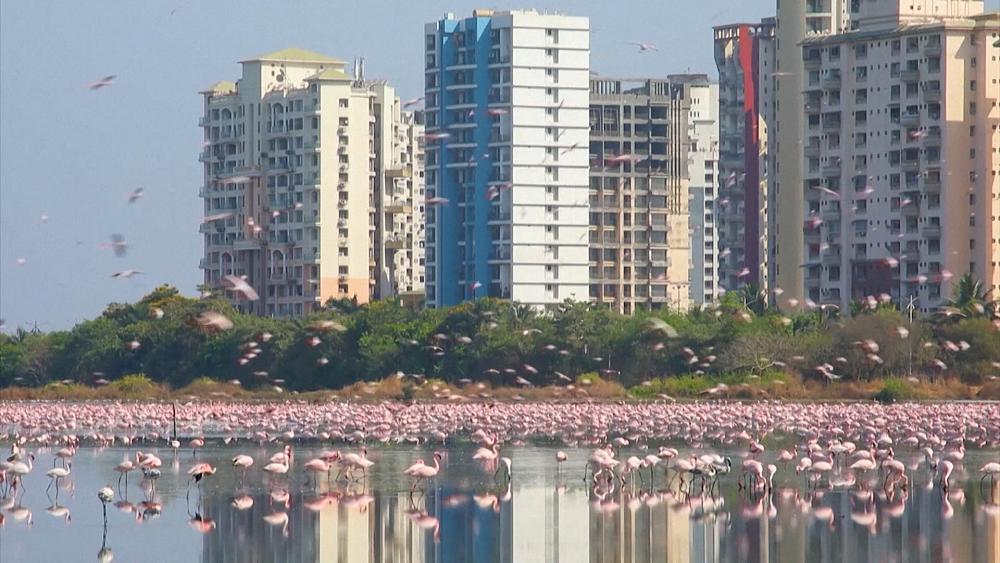 As dolphins return to Kolkata, Bengal men torture one on camera